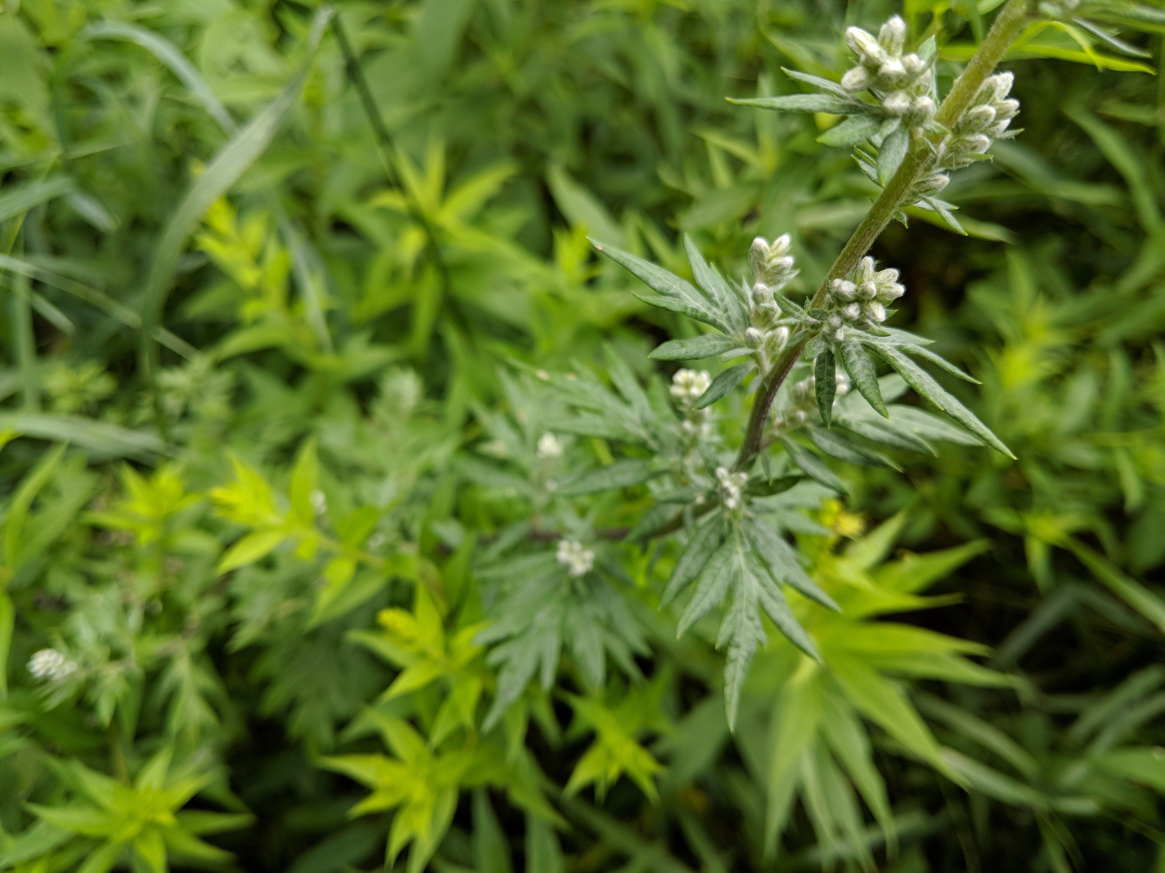 Common Mugwort Forbes Wild Foods