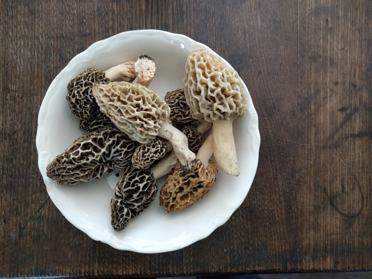 How to find Morels Forbes Wild Foods