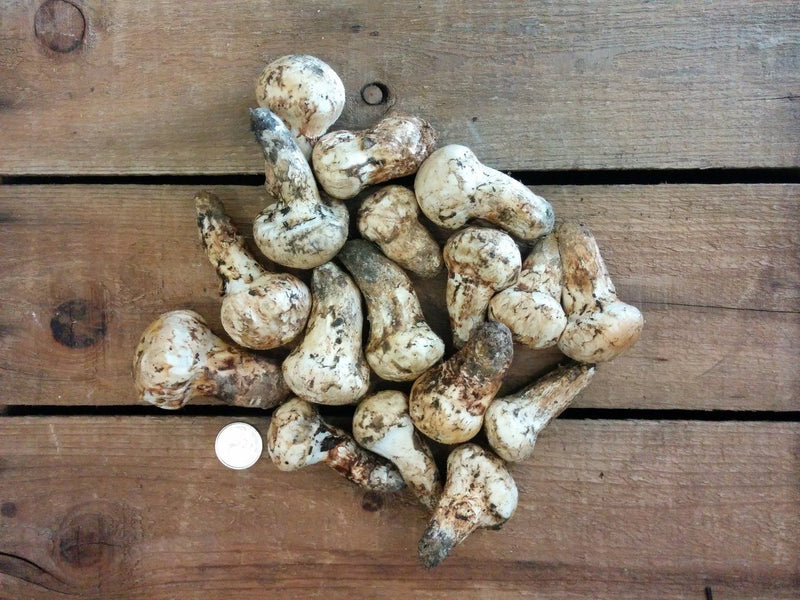 Hospitality Ruckus promotion Matsutake (Pine) Mushrooms – Forbes Wild Foods