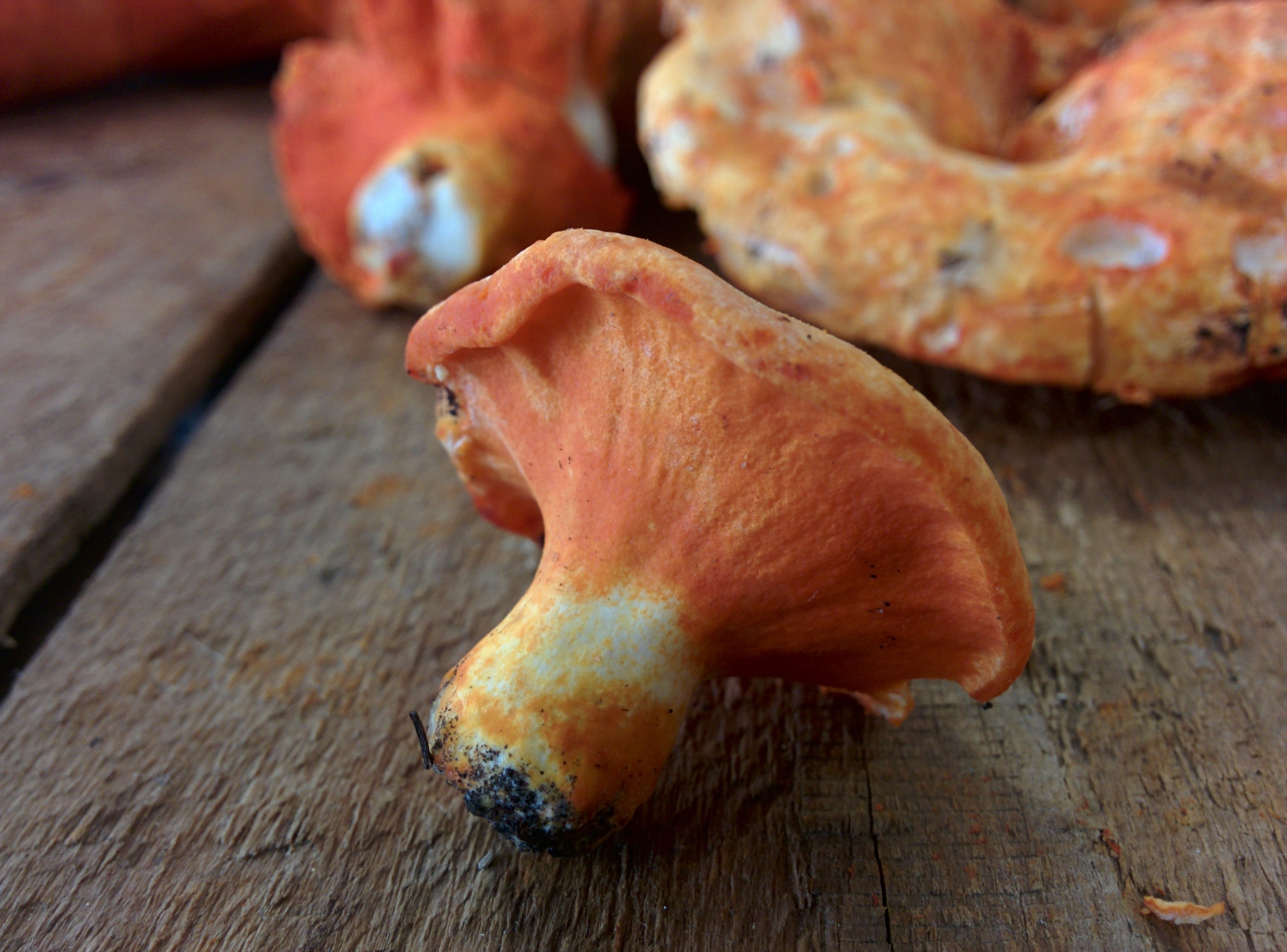Fresh Lobster Mushroom – Forbes Wild Foods