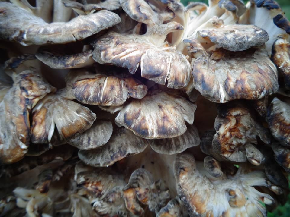 Hen of the Woods Mushrooms