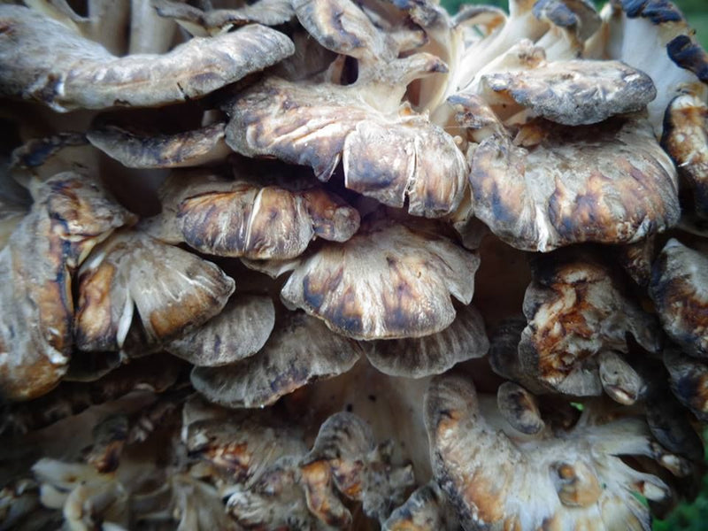 Hen of the Woods Mushrooms