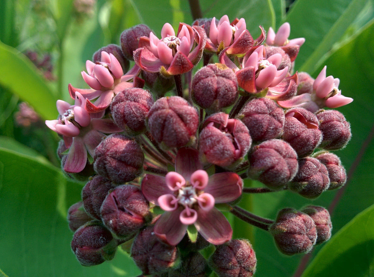 Common Milkweed