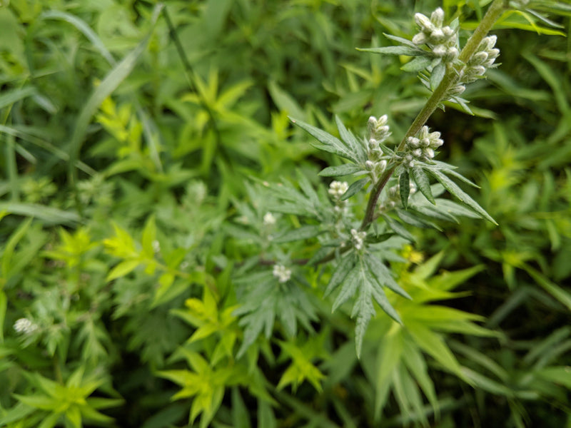 Common Mugwort