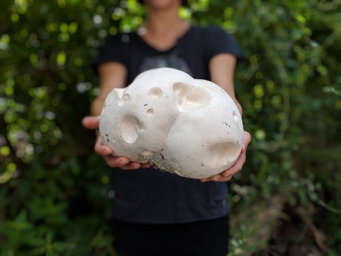 Puffball - Calvatia gigantea