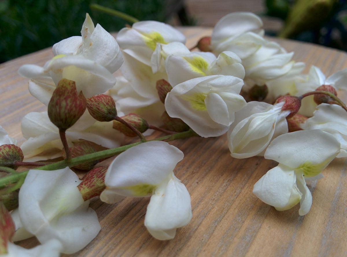 Black Locust Flowers