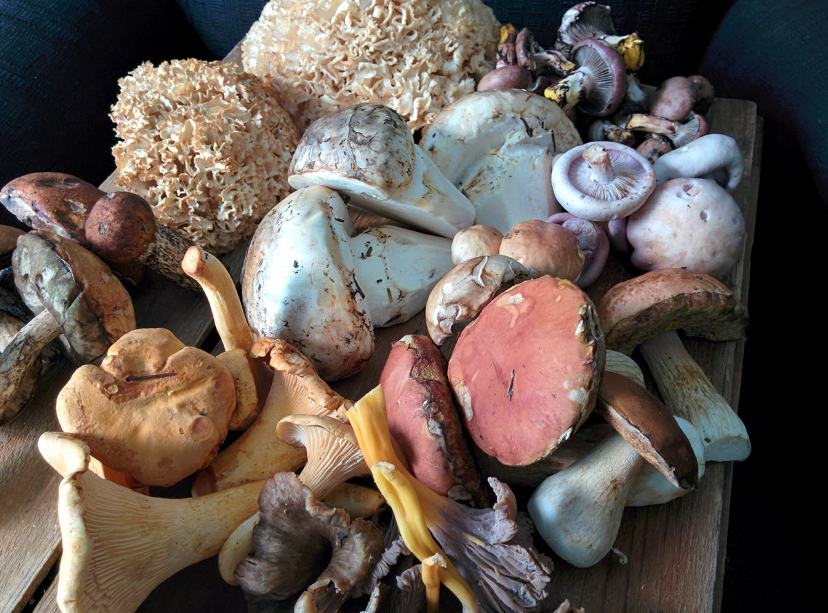 Get to know the most popular autumn mushrooms