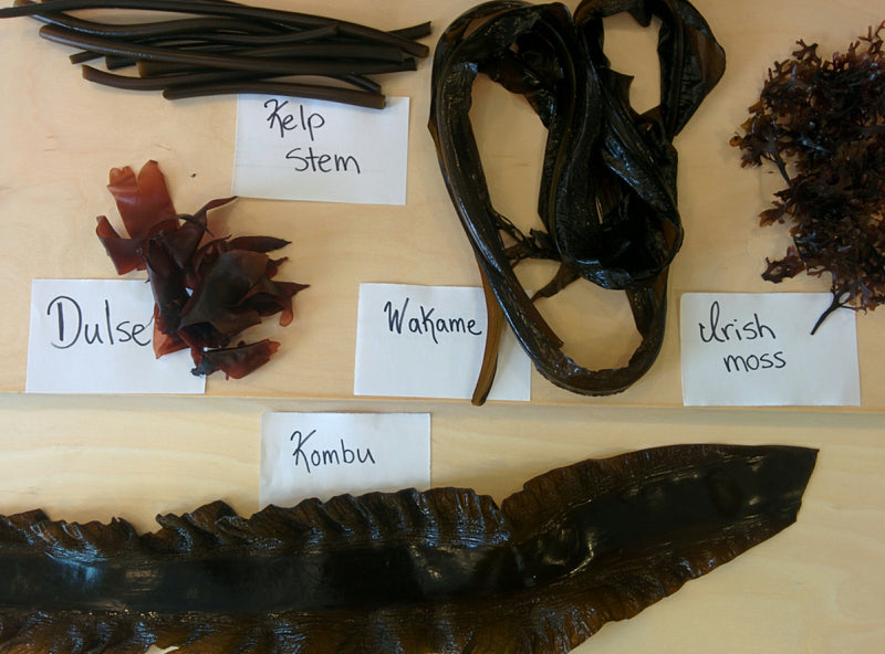 Learn about Canadian Sea Vegetables