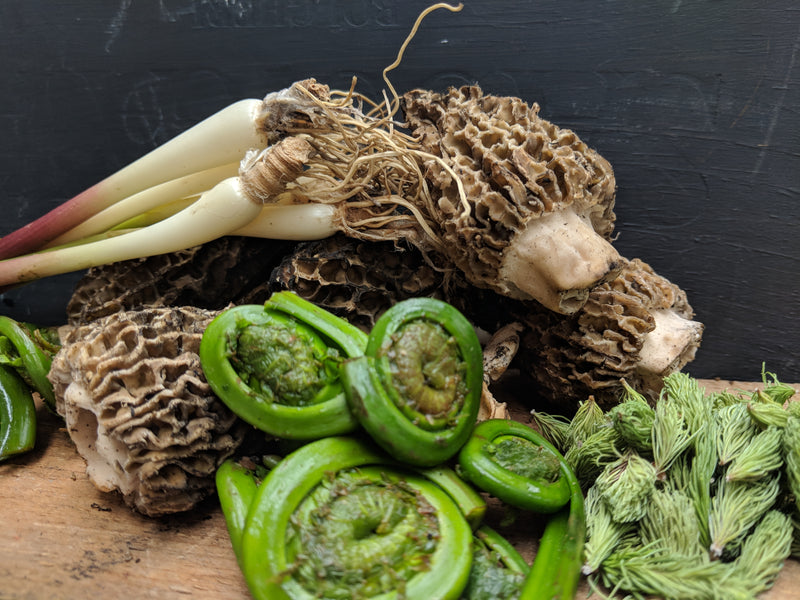 Morels, Fiddleheads, Leeks and Spruce