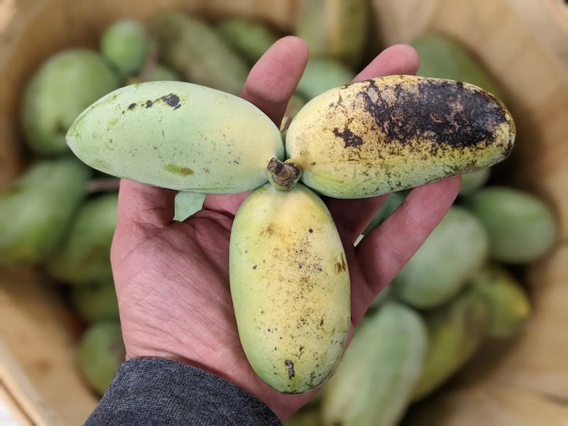 How to grow Pawpaw from seed
