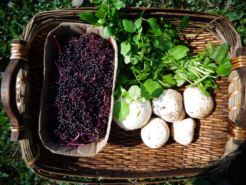 Beginner's Guide to Foraging and Better Harvesting Methods