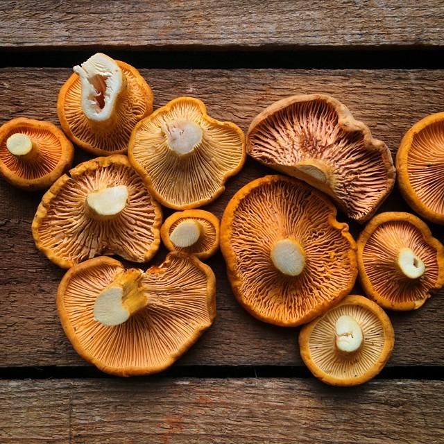 Learn About Chanterelle Mushrooms