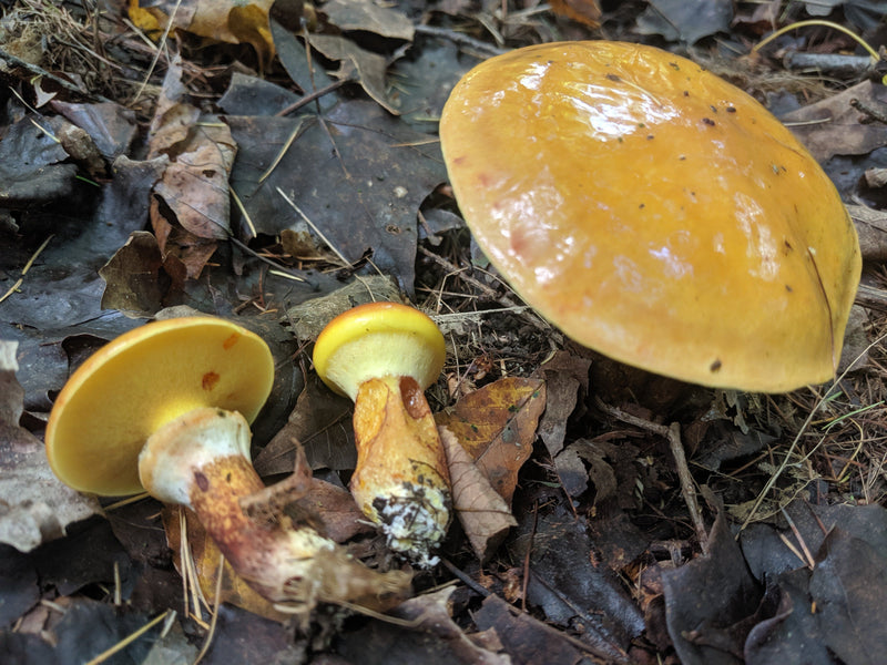 Larch bolete - Suillus grevillei