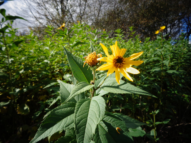 jerusalem artichoke