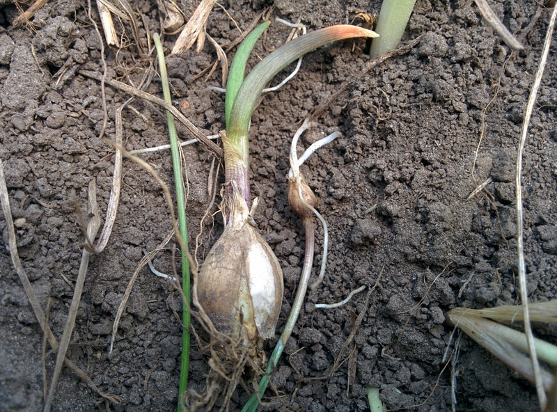 Canadian Wild Garlic