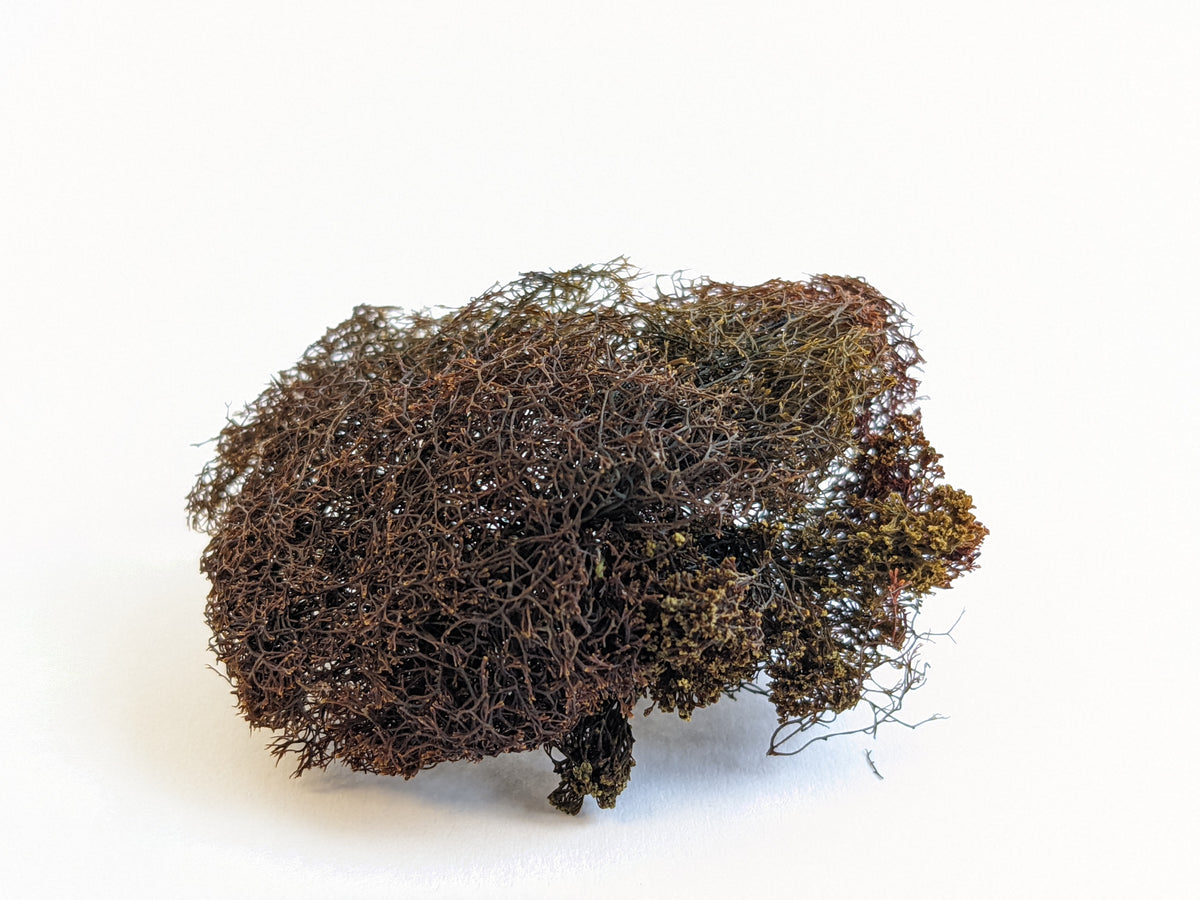 Sea truffle 