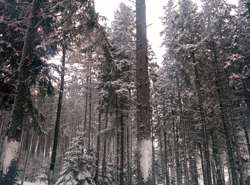 spring trees