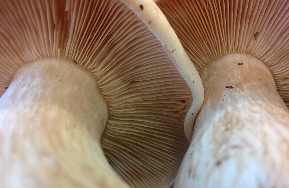 Wild Mushrooms
