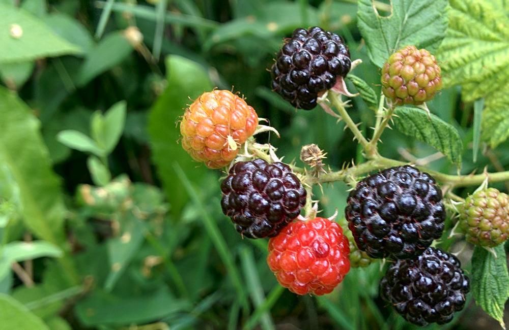 Fruits & Berries