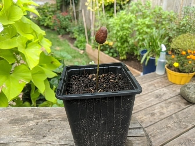 pawpaw seeds