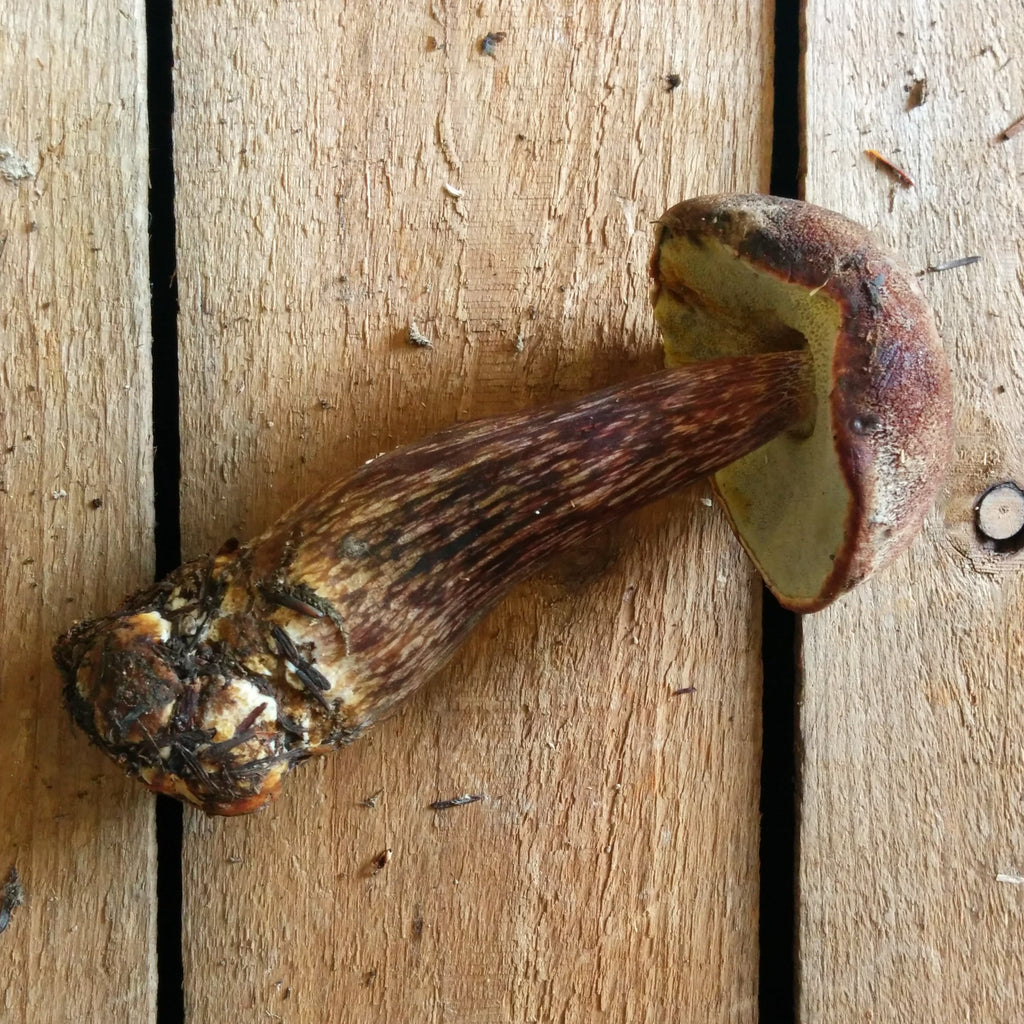 Admirable bolete, velvet top bolete