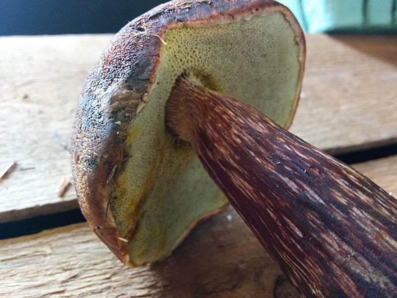 Aureoboletus mirabilis