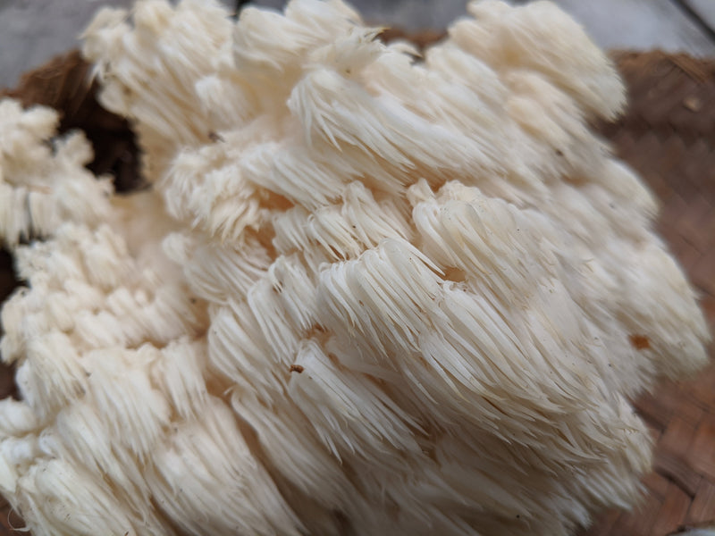 Hericium