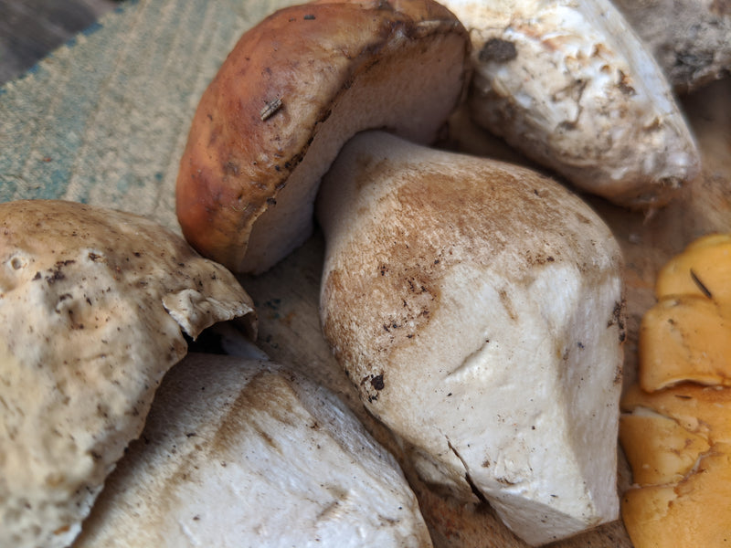 king bolete