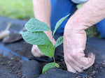 pawpaw seedling