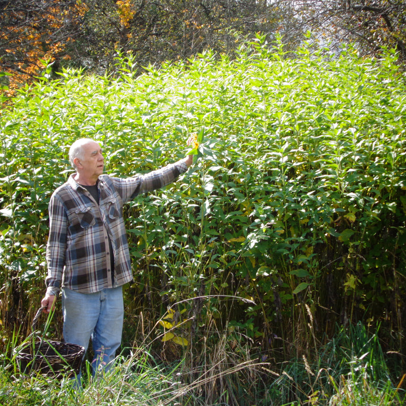 Jonathan Forbes foraging forage wild foods Forbes Wild Foods