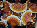 Sliced Reishi