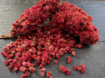 Staghorn sumac