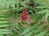 Ontario Staghorn sumac