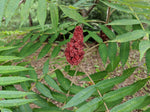 Ontario Staghorn sumac