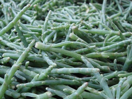 Salicornia