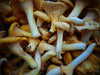 Fresh Chanterelles - Forbes Wild Foods