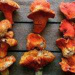 Lobster Mushroom - Forbes Wild Foods