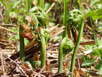 Fresh Fiddleheads - Forbes Wild Foods