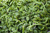 Fresh Fiddleheads - Forbes Wild Foods