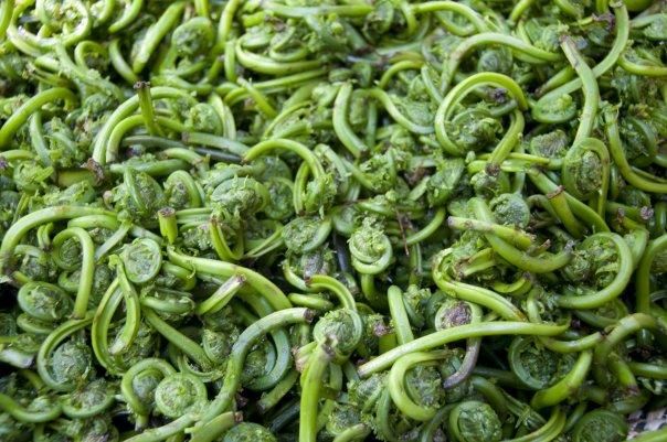 Fresh Fiddleheads - Forbes Wild Foods