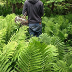 Fresh Fiddleheads - Forbes Wild Foods