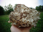 Maitake