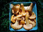 Fresh Chanterelles - Forbes Wild Foods