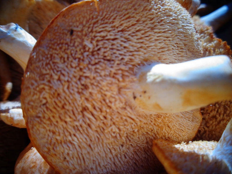 Fresh Hedgehog Mushrooms - Forbes Wild Foods