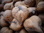 Heartnut - Forbes Wild Foods