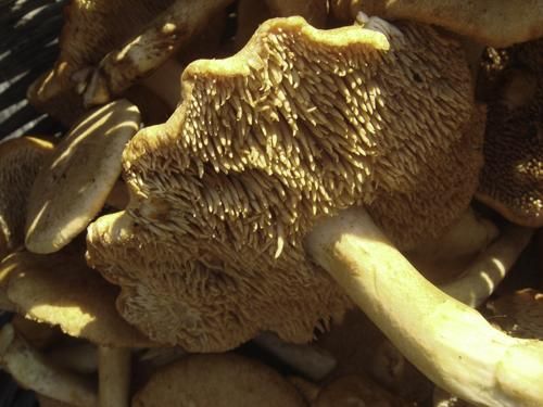 Fresh Hedgehog Mushrooms - Forbes Wild Foods