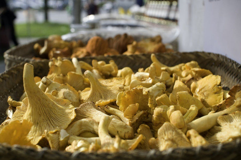 Chanterelles - Forbes Wild Foods