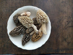 Fresh Morels - Forbes Wild Foods