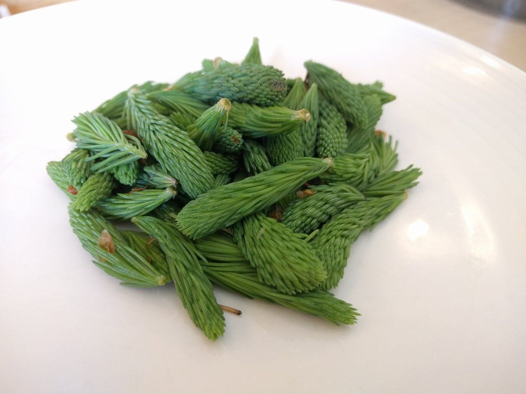 Fresh Spruce Tips - Forbes Wild Foods