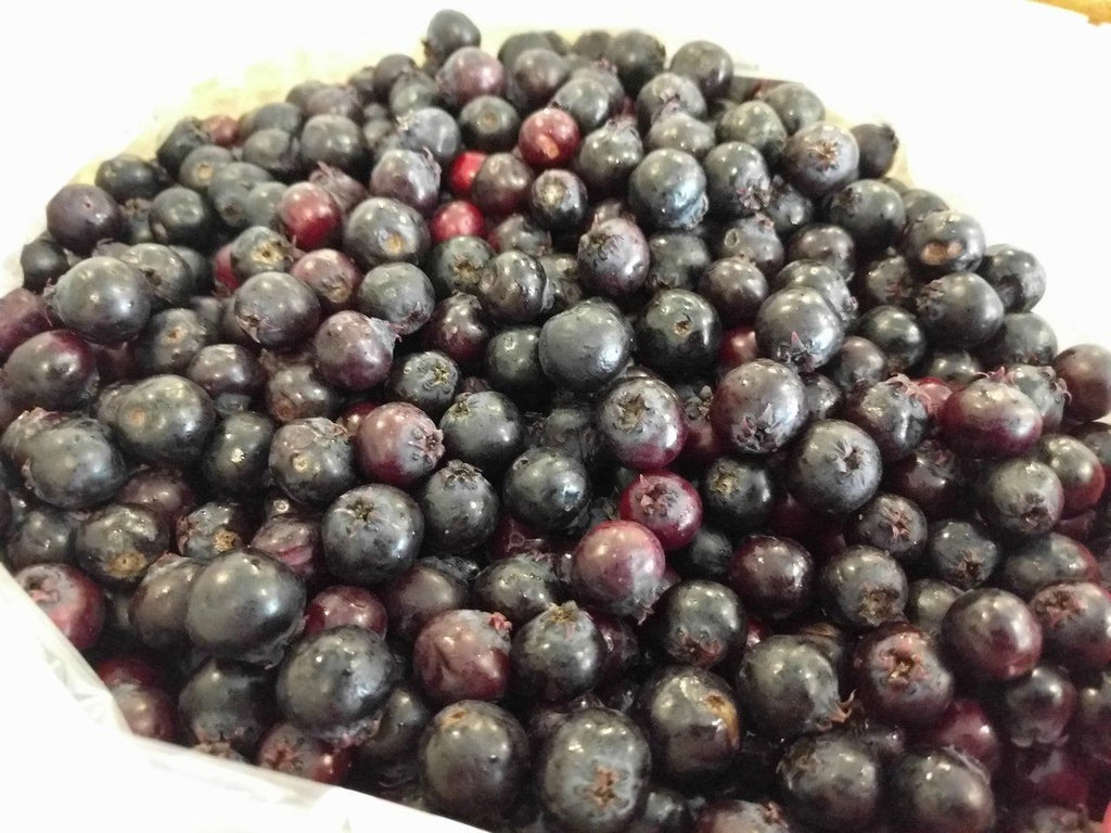 Fresh Saskatoon Berries - Forbes Wild Foods